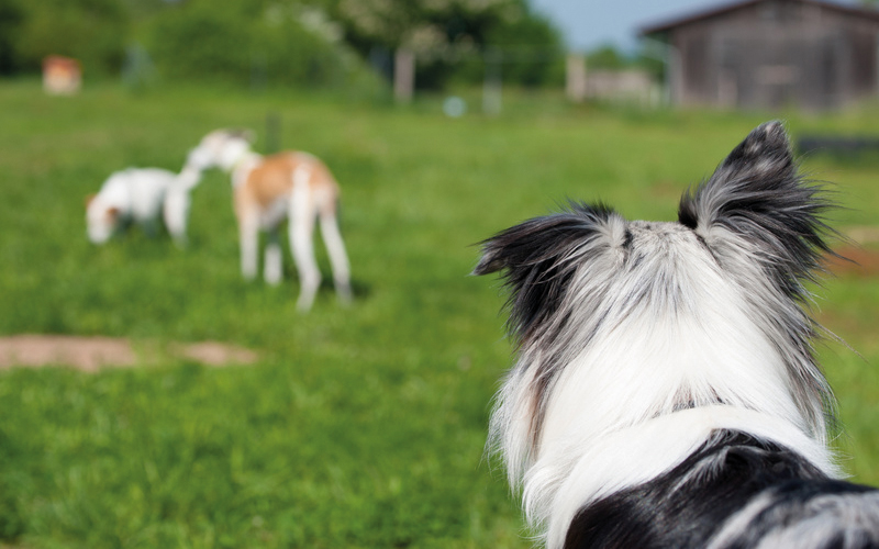 Perspektiere-Hundeerziehungsberatung-gruppenangebote