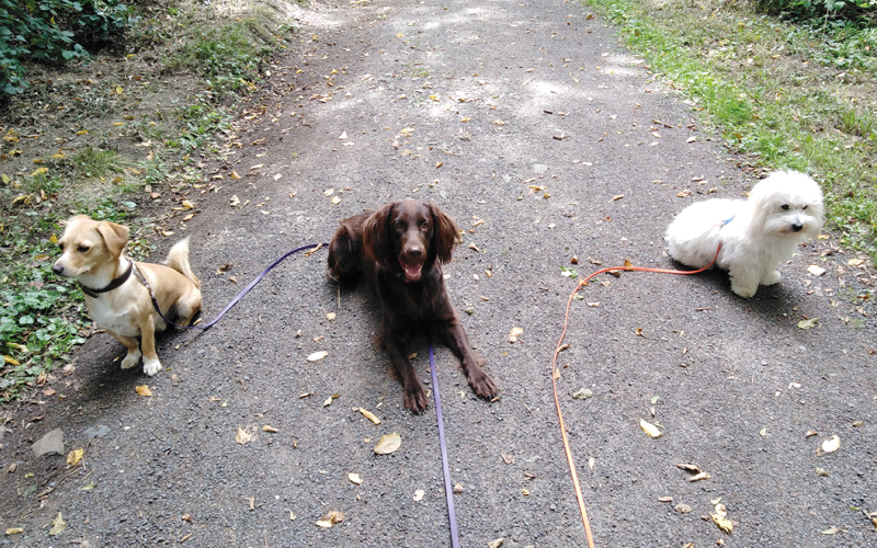 Perspektiere-Hundeerziehungsberatung-social-walk